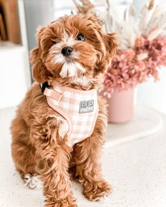 Creme Brulee Harness (Seconds)